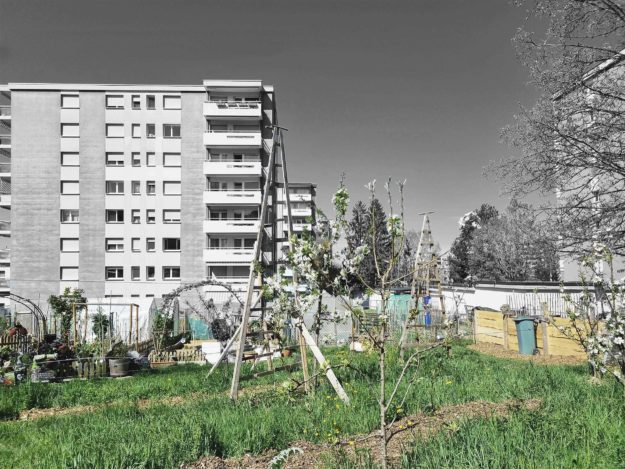 Terrain potentiellement densifiable où s’est implanté un potager collectif, Schoenberg Fribourg